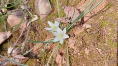Ornithogalum fimbriatum