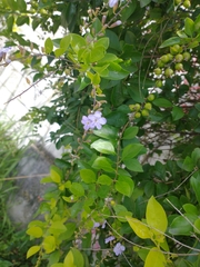 Duranta erecta
