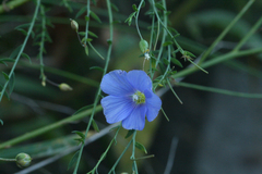 Linum austriacum