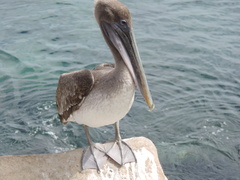 Pelecanus