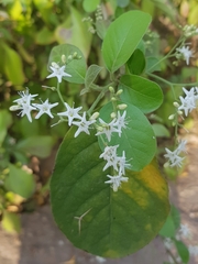 Ehretia anacua