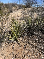 Yucca baccata