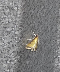 Pyraustinae