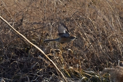 Lanius bucephalus