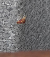 Pyraustinae