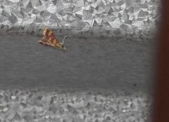 Pyraustinae