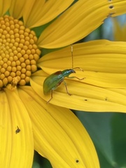 Diabrotica decempunctata