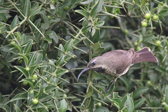 Chalcomitra amethystina amethystina