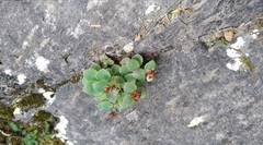 Phedimus subcapitatum