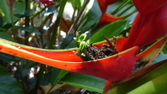 Heliconia stricta