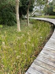 Cyperus malaccensis