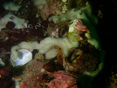 Megabalanus californicus