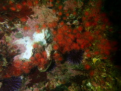 Corynactis californica