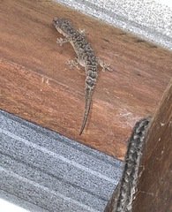 Gekkota