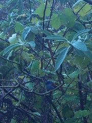 Terpsiphone bourbonnensis