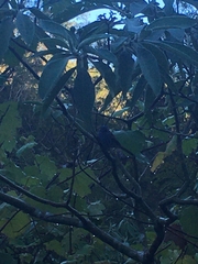 Terpsiphone bourbonnensis