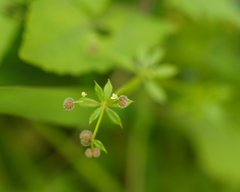 Galium spurium