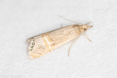 Euchromius ocellea