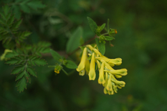 Corydalis balansae