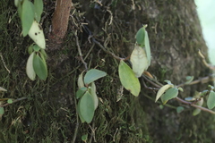 Peperomia abyssinica image
