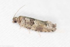 Pseudexentera knudsoni