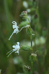 Silene dichotoma