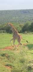 Giraffa camelopardalis reticulata