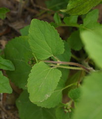 Ageratum houstonianum