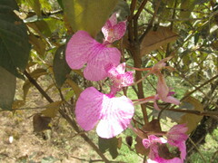 Comparettia macroplectron