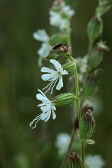 Silene dichotoma
