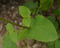 Ageratum houstonianum
