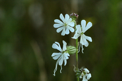 Silene dichotoma