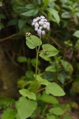 Ageratum houstonianum