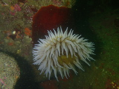 Urticina piscivora