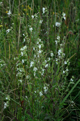 Silene dichotoma