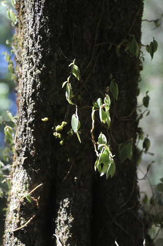 Peperomia abyssinica image