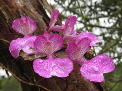 Comparettia macroplectron