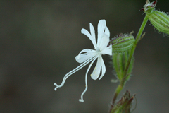 Silene dichotoma
