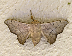 Cicinnus melsheimeri