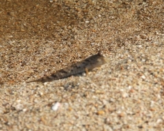 Periophthalmus argentilineatus