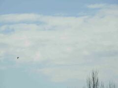 Ptyonoprogne rupestris