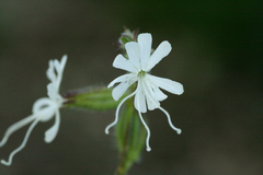 Silene dichotoma