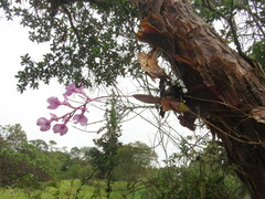 Comparettia macroplectron