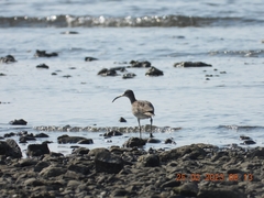 Numenius phaeopus