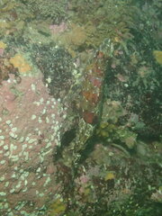 Oxylebius pictus