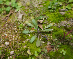 Capsella bursa-pastoris