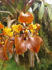 Cyrtochilum tetracopis