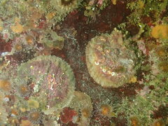 Pododesmus macrochisma