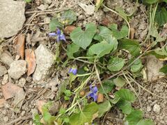 Viola odorata