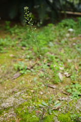 Capsella bursa-pastoris